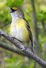 White-eyed Vireo (Vireo griseus) - United States