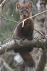 Canada - Parc National de la Gasp�sie - 'Martre d''Am�rique'