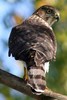 Canada - Montr�al - Epervier de Cooper