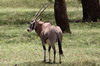 Oryx beisa (Oryx beisa) - Kenya