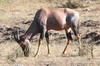 Topi, Tsessebe (Damaliscus lunatus) - Kenya
