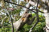 Paresseux  gorge brune (Bradypus variegatus) - Panama