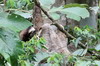 Paresseux  gorge brune (Bradypus variegatus) - Panama