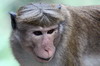 Macaque  toque (Macaca sinica) - Sri Lanka