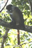 Red-tailed Monkey (Cercopithecus ascanius) - Kenya