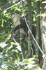 Red-tailed Monkey (Cercopithecus ascanius) - Kenya
