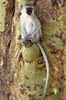 Vervet (Chlorocebus pygerythrus) - Kenya