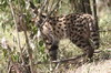 Serval (Leptailurus serval) - Kenya