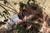 Gupard (Acinonyx jubatus) - Kenya
