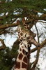 Giraffe (Giraffa camelopardalis) - Kenya