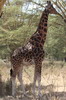Girafe (Giraffa camelopardalis) - Kenya