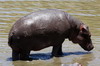 Hippopotame commun (Hippopotamus amphibius) - Kenya