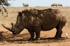 Rhinocros blanc (Ceratotherium simum) - Kenya