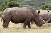 Rhinocros blanc (Ceratotherium simum) - Kenya
