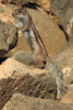 Barbary Ground Squirrel (Atlantoxerus getulus) - Canary Islands