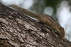 Ecureuil palmiste indien (Funambulus palmarum) - Sri Lanka